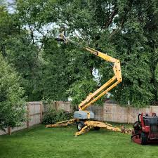 How Our Tree Care Process Works  in  Newton, TX