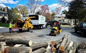 Best Fruit Tree Pruning  in Newton, TX