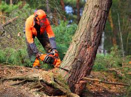 Best Stump Grinding and Removal  in Newton, TX
