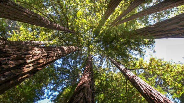 Best Tree Maintenance Programs  in Newton, TX