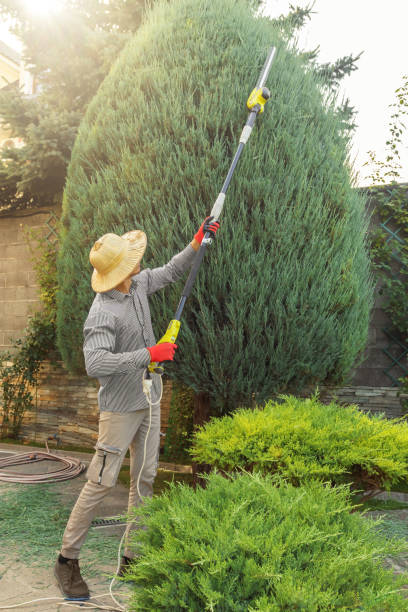 Best Lawn Maintenance Plans  in Newton, TX