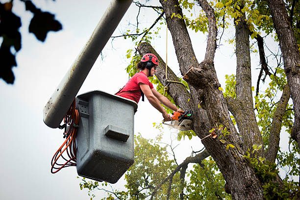 Professional Tree Services in Newton, TX
